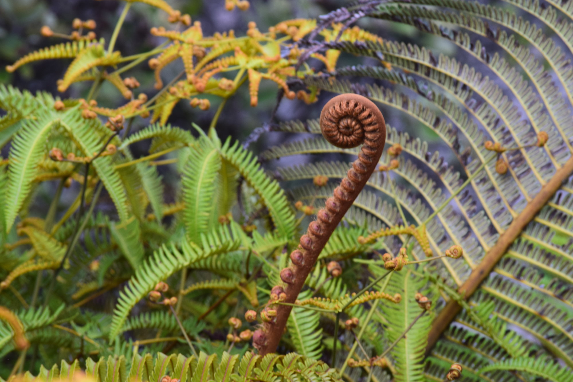 Curly fern at Volcano